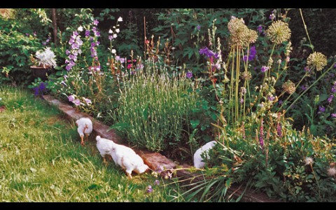 Kyllinger i køkkenhaven