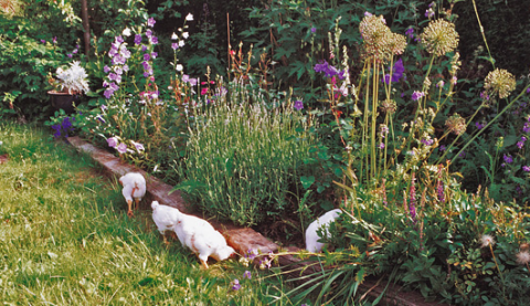 Kyllinger i køkkenhaven